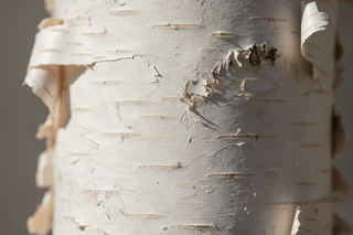 Бетулінова кислота: де купити в Україні