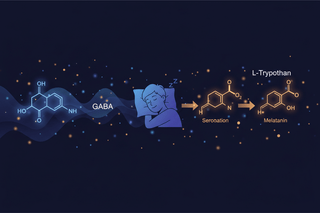 GABA чи L-триптофан для сну: різні механізми, доказовість і небезпечні поєднання - Tibetan Formula
