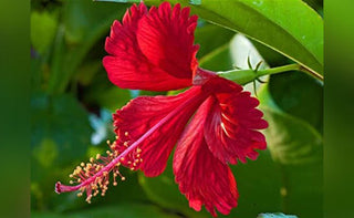 Пийте квіти і будете здорові