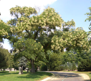 Екстракт софори японської: природна сила для оздоровлення організму